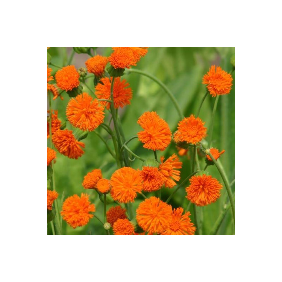 Emilia javanica Irish poet - semena - 230 ks