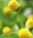 Plamatka zelná Homer - Spilanthes oleracea - semena - 60 ks