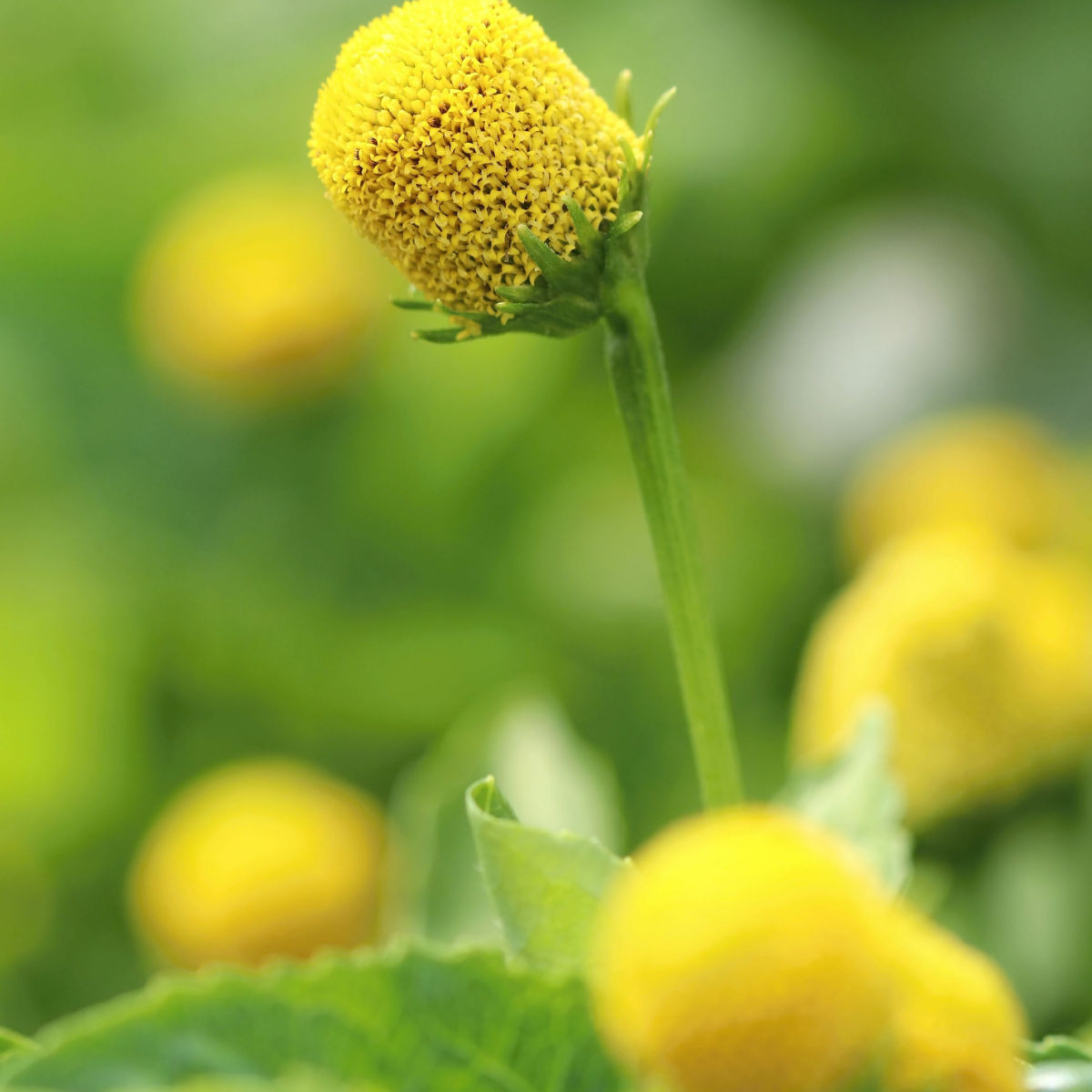 Plamatka zelná Homer - Spilanthes oleracea - semena - 60 ks