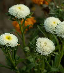 Astra čínská Gracia - Callistephus chinensis - semena - 150 ks