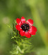 Hlaváček letní - Adonis aestivalis - semena - 80 ks