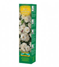 Růže velkokvětá pnoucí bílá - Rosa - prostokořenné sazenice - 1 ks