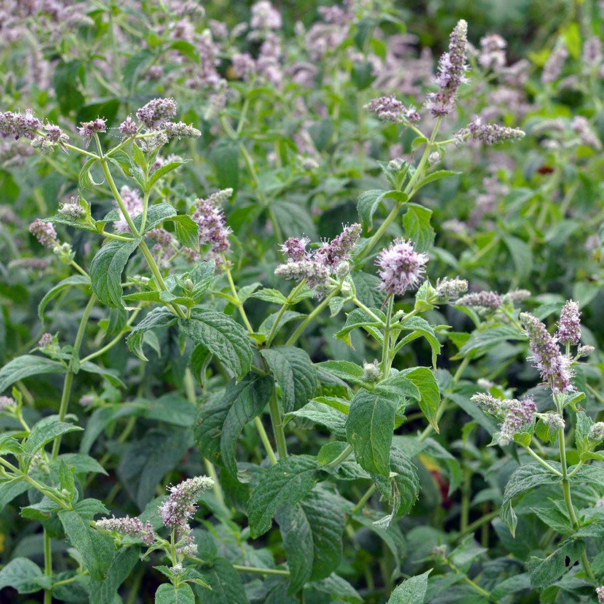 Máta dlouholistá Horse Mint - Mentha longifolia - semena - 0,1 g