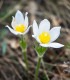Koniklec obecný White Bells - Pulsatilla vulgaris - semena - 20 ks
