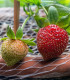 Jahodník stáleplodící Ariba Deep Rose F1 - Fragaria ananassa - semena - 10 ks