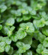 Máta peprná Mini Mint - Mentha piperita - semena - 20 ks