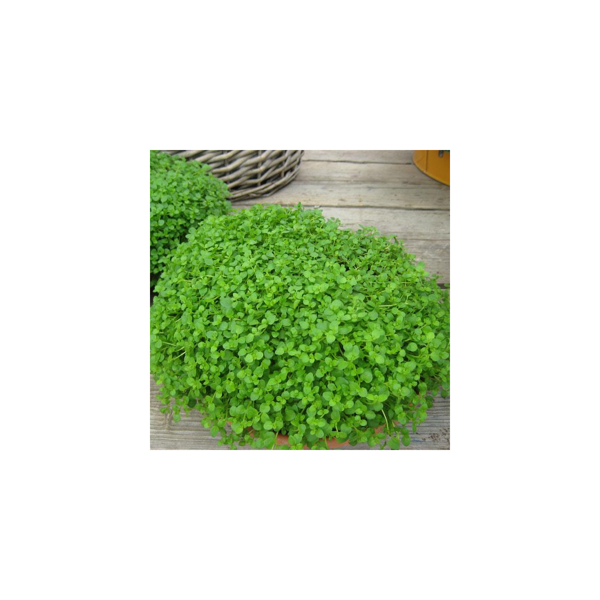 Máta peprná Mini Mint - Mentha piperita - semena - 20 ks