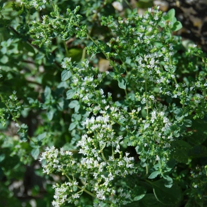 Řecké oregano Kreta - Origanum hirtum - semena - 200 ks