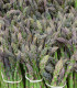 Chřest Gijnlim - Asparagus officinalis - prostokořenné sazenice - 1 ks