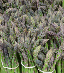 Chřest Gijnlim - Asparagus officinalis - prostokořenné sazenice - 1 ks