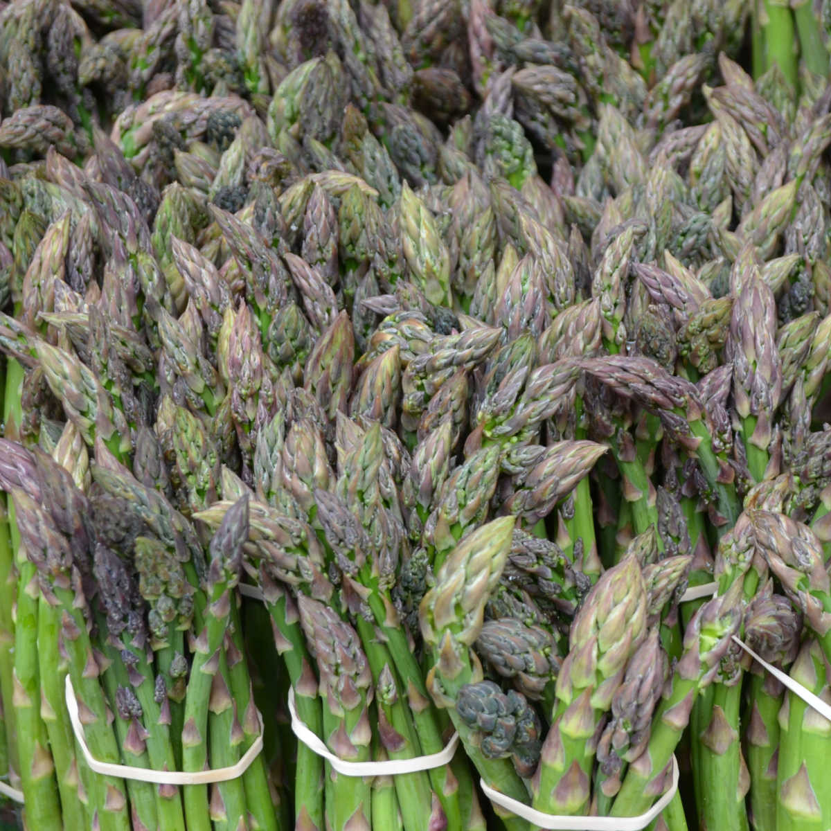 Chřest Gijnlim - Asparagus officinalis - prostokořenné sazenice - 1 ks