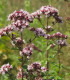 Dobromysl obecná Aromata - Origanum vulgare - semena - 1000 ks