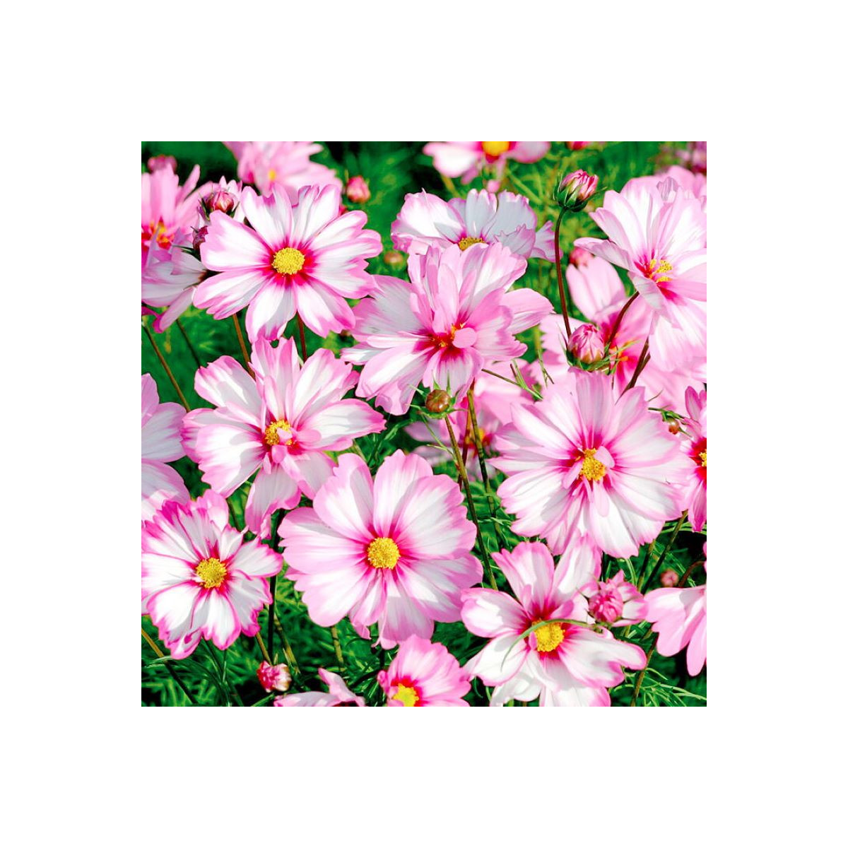 Krásenka zpeřená Cosmira Bicolor - Cosmos bipinnatus - semena - 20 ks