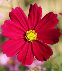 Semena krásenky – Krásenka zpeřená Cosmini Red – Cosmos bipinnatus