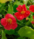 Lichořeřišnice menší Whirlybird Rose - Kapucínka - Tropaeolum minus - semena - 10 ks