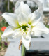 Hvězdník plnokvětý Jewel - Hippeastrum - cibuloviny - 1 ks
