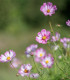 Krásenka zpeřená Cosmira Bicolor - Cosmos bipinnatus - semena - 20 ks