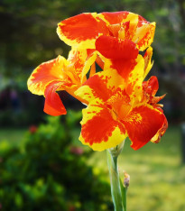 Dosna Queen Charlotte - Canna - cibuloviny - 1 ks