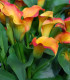 Kala Captain Lido - Zantedeschia - cibuloviny - 1 ks