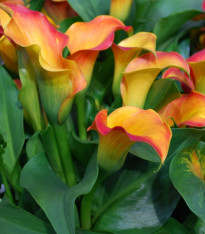 Kala Captain Lido - Zantedeschia - cibuloviny - 1 ks