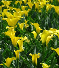 Kala Black Magic - Zantedeschia - cibuloviny - 1 ks