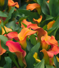 Kala Mango - Zantedeschia - cibuloviny - 1 ks