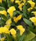 Kala Florex Gold - Zantedeschia - cibuloviny - 1 ks