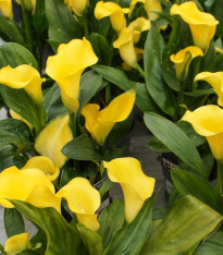 Kala Florex Gold - Zantedeschia - cibuloviny - 1 ks