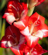 Mečík Mademoiselle de Paris - Gladiolus - cibuloviny - 3 ks