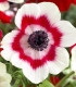 Sasanka Bicolor - Anemone - cibuloviny - 3 ks