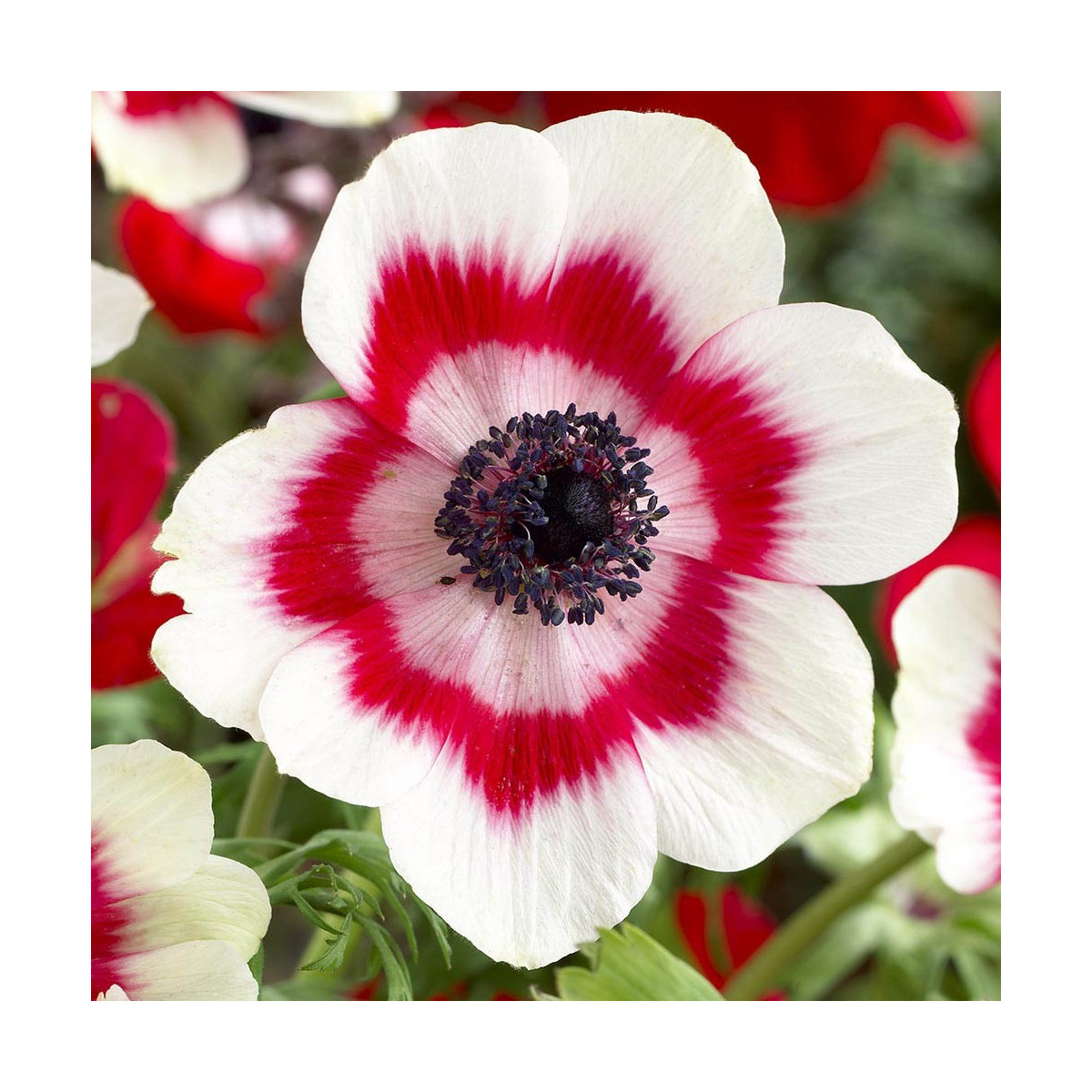 Sasanka Bicolor - Anemone - cibuloviny - 3 ks