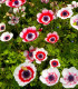Sasanka Bicolor - Anemone - cibuloviny - 3 ks