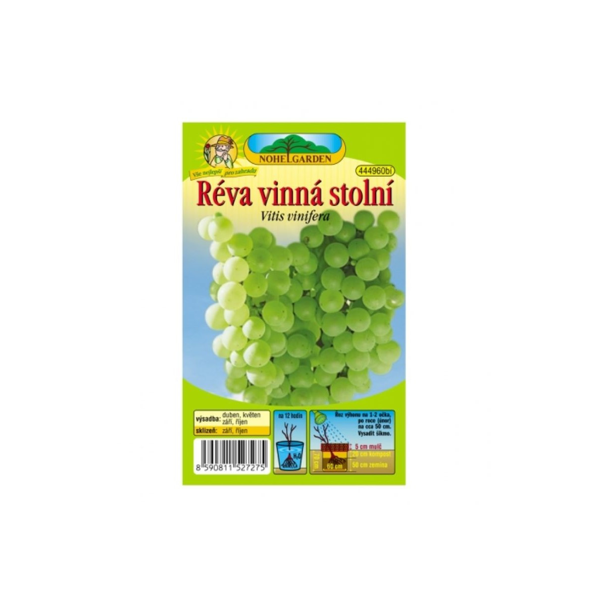 Réva vinná - Vitis vinifera - prostokořenné sazenice - 1 ks