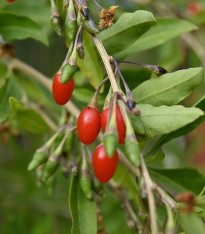 Kustovnice goji červená - Lycium - prostokořenné sazenice - 1 ks