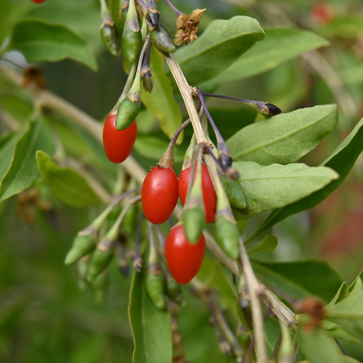 Kustovnice goji červená - Lycium - prostokořenné sazenice - 1 ks