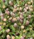 Plamatka zelná - Spilanthes oleracea - semena - 80 ks