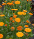 Měsíček lékařský Orange Double - Calendula officinalis - semena - 50 ks