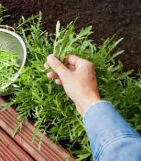 Semena rukoly Ruca - výsevný pásek - 5 m