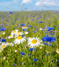 Směs modrých a bílých květů - výsevný pásek - 5 m