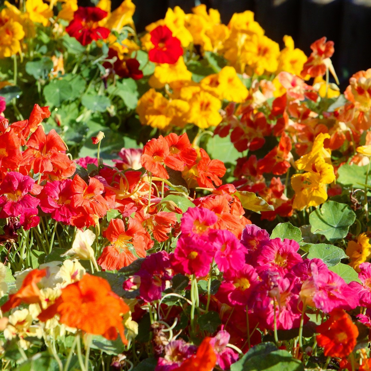 Směs popínavých rostlin - výsevný pásek - 5 m