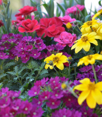 Směs vzpřímených a převislých květů - výsevný pásek - 5 m