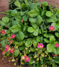 Jahodník stáleplodící Toscana F1 - Fragaria ananassa - semena - 10 ks