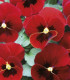 Violka Twix F1 Red with Eye - Viola cornuta - semena - 20 ks