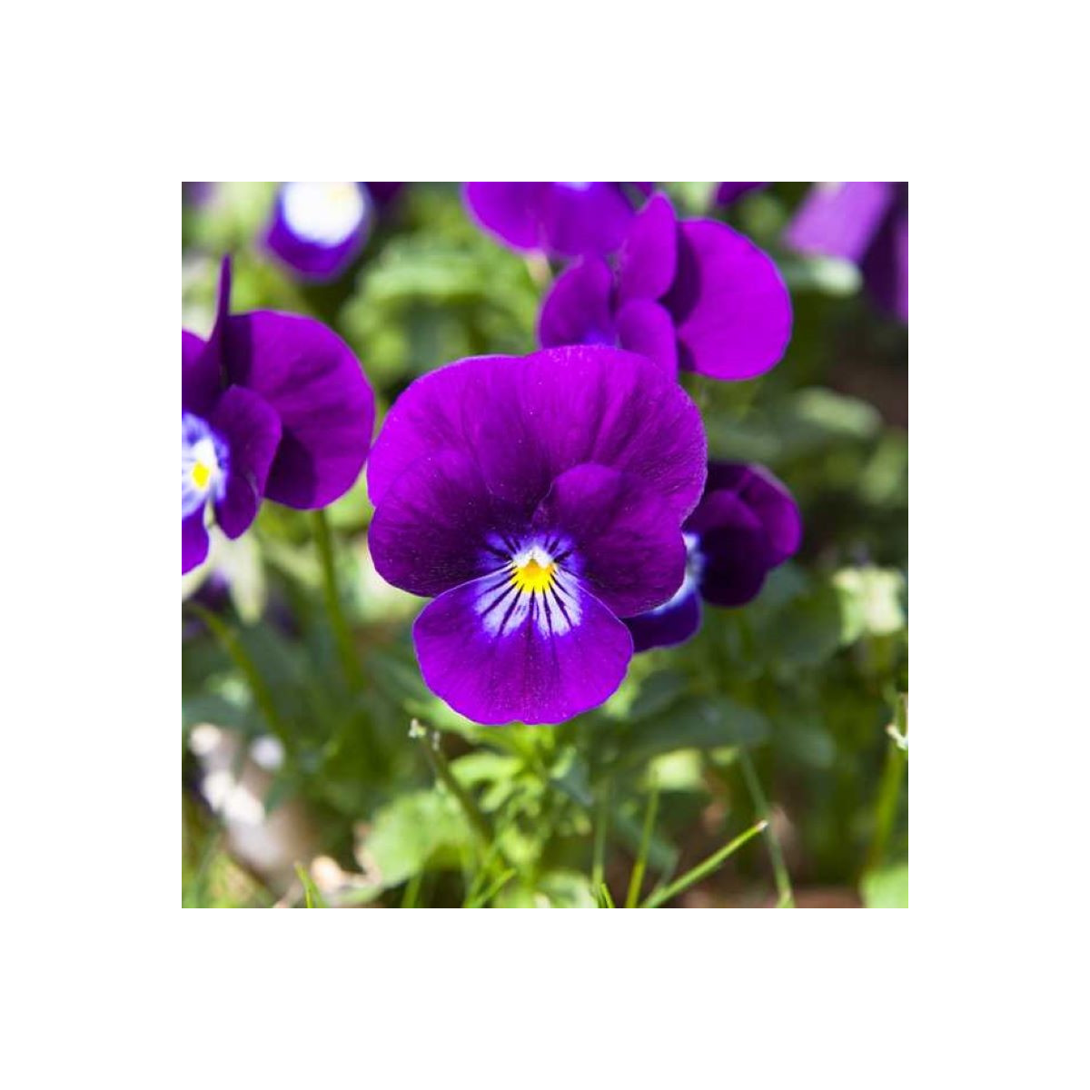 Violka Twix F1 Violet Flare - Viola cornuta - semena - 20 ks