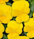 Violka Twix F1 Yellow - Viola cornuta - semena - 20 ks