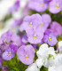 Semena violky – Violka Twix F1 Rosy – Viola cornuta