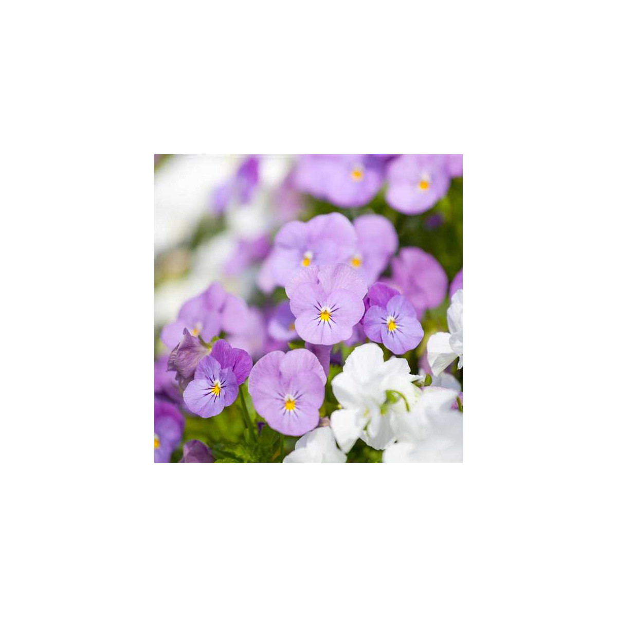 Violka Twix F1 Rosy - Viola cornuta - semena - 20 ks