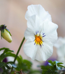 Violka Twix F1 Snow - Viola cornuta - semena - 20 ks