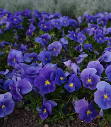 Violka Twix F1 Blue with Eye - Viola cornuta - semena - 20 ks