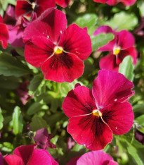 Violka Twix F1 Red with Eye - Viola cornuta - semena - 20 ks